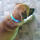 Fell-Freund™ - LED Hundehalsband